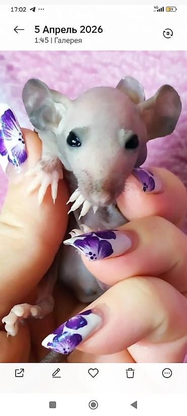хомяки ош: Привет друзья. в питомнике Rat hause Love, родились новые детки — 8