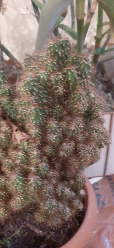 Otaq bitkiləri: Hazir qabda ekilmiş, boyuk ölcude kaktus bitkisi, sağlam ev şeraitin — 6