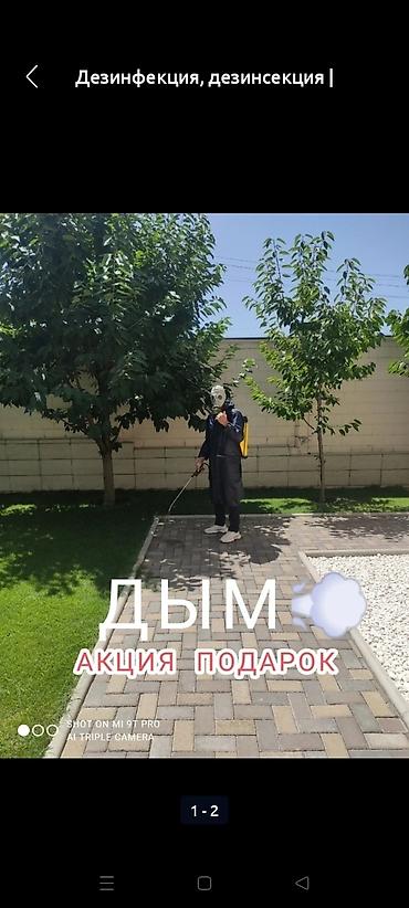 Дезинфекция, дезинсекция: Дезинфекция, дезинсекция, | Клопы, Блохи, Тараканы, | Транспорт, Офисы, Квартиры at lalafo.kg — 11 Дезинфекция, дезинсекция: Дезинфекция, дезинсекция, | Клопы, Блохи, Тараканы, | Транспорт, Офисы, Квартиры — 11