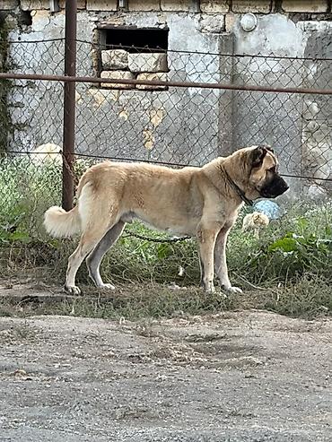 i̇t pudel: Qurdbasar, 2 il, Erkək, Peyvəndli, Rayonlara çatdırılma — 2