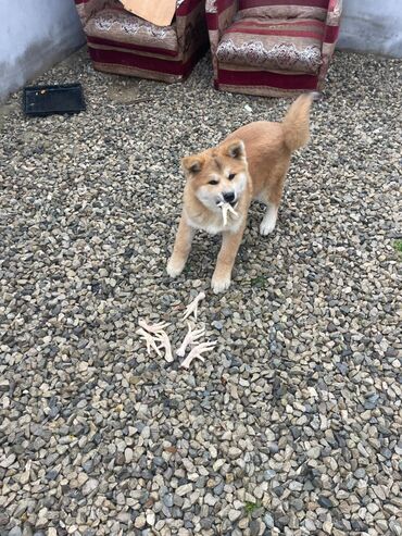 İtlər: Akita-inu, 3 ay, Erkek, Pulsuz çatdırılma — 9