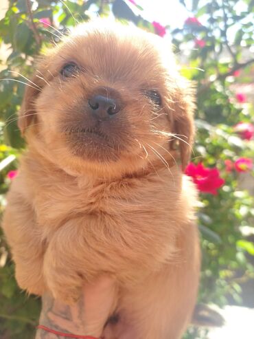 İtlər: Pekines, 3 ay, Dişi, Ünvandan götürmə — 7