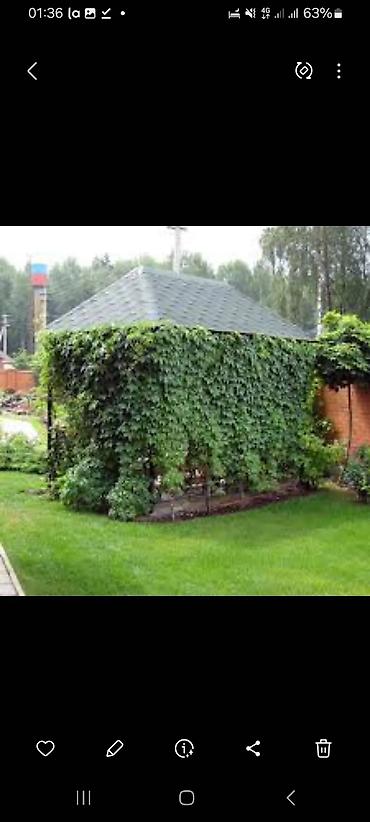 Other garden flower saplings & seedlings: Дикий виноград вьющийся как лиана, как плющ виноградная лоза — 8