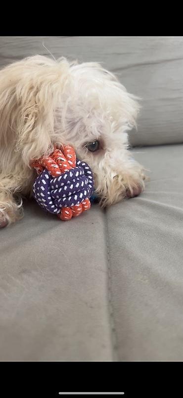 İtlər: Pudel, 4 ay, Erkek — 4