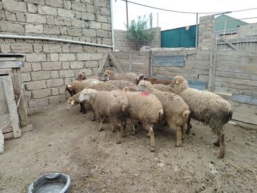 Qoyunlar, qoçlar: Salam alekum hər cəkidə quzumuz var erkək qurbanlıq quzular 270 — 2