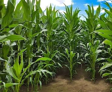 Кукуруза: ЭЛИТА жугору урондор местный Ала Тоо, Манас, Чуй 62 ж.б. гибрид жугору — 13