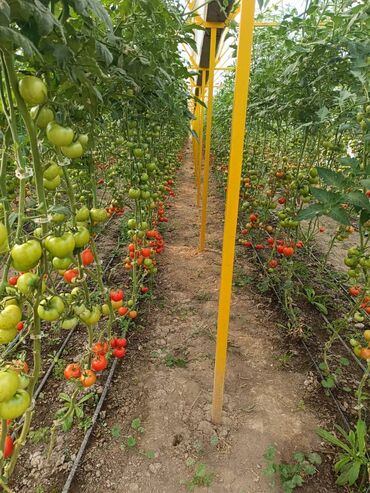 Теплицы: Теплица, предназначенная для выращивания различных — 1