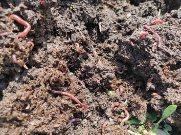 биогумус черви купить: Калифорнийский соолжылан(червы)