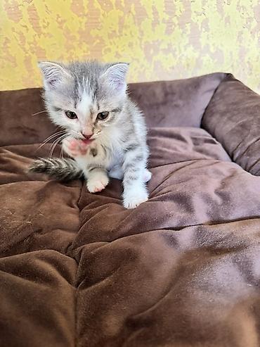 Продажа кошек: Котята с серебристым окрасом и голубыми глазами. Мальчик и девочка — 5