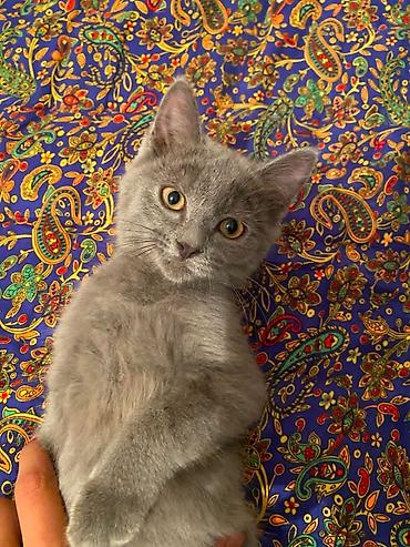 кошка британская вислоухая: Британский короткошёрстный котик серого (blue) окраса. - Плотная — 1