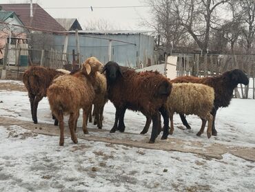 Бараны, овцы: Продаю кочкуров срочно срочно срочно жирные срочно 10 штук