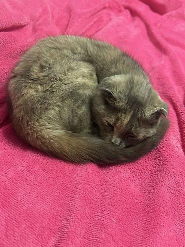 бенгал кошка цена: Шотландская вислоухая кошка (Scottish Fold) - Окрас: черепаховый — 3