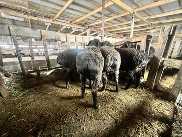 Бараны, овцы: Продаю | Баран (самец) | Для разведения | Племенные — 7