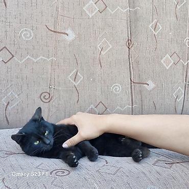 Продажа кошек: Бомбейская, 7 месяцев, Мальчик, Черный — 19
