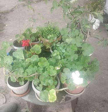 Коллекция комнатных и уличных растений в горшках - Пеларгония at lalafo.kg Коллекция комнатных и уличных растений в горшках - Пеларгония