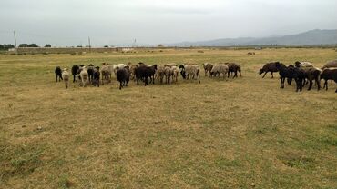 овцы дорпер в кыргызстане: Продаю | Овца (самка)