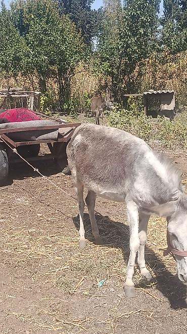 седло для осла: Ослы с упряжью и телегой - Домашние ослы серой масти, на фото — — 1