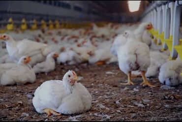 сколько стоят собаки шпиц: ОПТОМ ПРОДАЮ 10ТЫС КУРЫ БРОЙЛЕРНАЯ!!!!