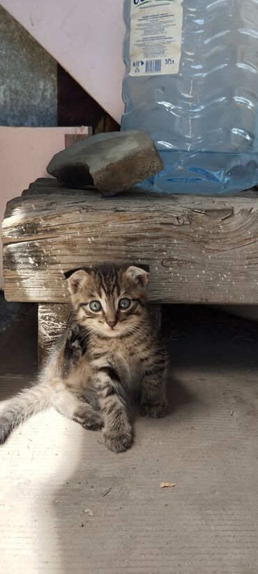 сиамские кошки: Отдам котят 1,5 месяцаот паразитов обработанныеуже все едят, к