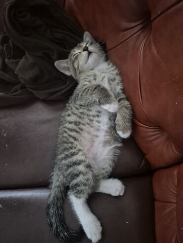 котята в добрые руки бишкек: 🐾 Отдаём котят в добрые и ответственные руки! 🐾 Три пушистых малыша