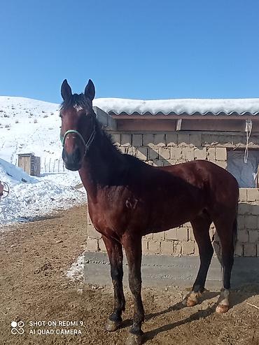 Лошади, кони: Продаю | Жеребец | Рабочий — 6