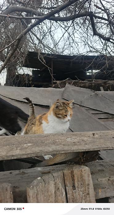 Отдам даром кошку: Кошка даром: Беспородная, Девочка at lalafo.kg — 3 Отдам даром кошку: Кошка даром: Беспородная, Девочка — 3