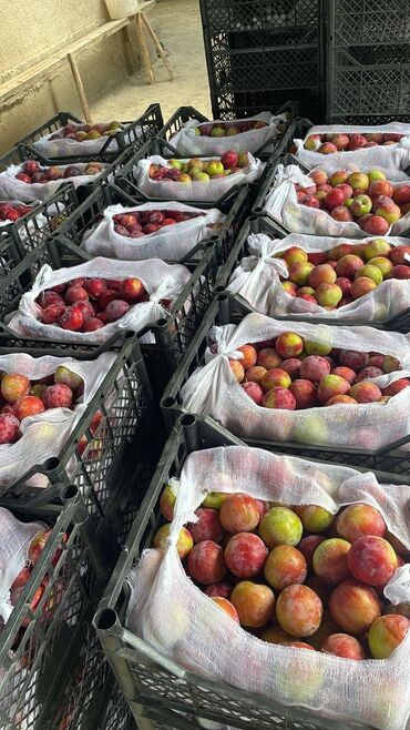 амвей каталог бишкек: Ящики для перец, басай, яблоки, грушы, капусты тогдалее . Размер