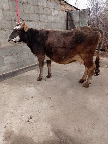 статуэтку коня in Кыргызстан | СТАТУЭТКИ: Продаю глубоко стельную корову порода алатауский швець будет 4