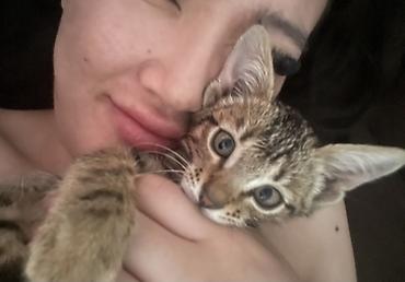 бенгальские коты: Котёнок с ярким пятнисто-полосатым окрасом (тип «леопардовый»/табби) — 5