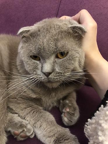 шиншилла котенок купить: Британская вислоухая — 2