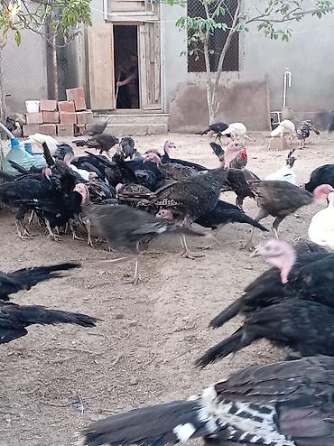 hind guşu: Məhsul: Hind toyuqları. Amerikan sortu Təsvir: - Açıq həyətdə — 8