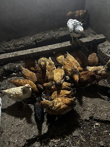 tutuquşu satışı: Курица, Для разведения — 2