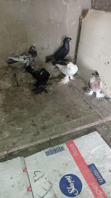 tovuz quşu satışı: Göyərçin kolleksiyası – lələkli ayaqlı dekorativ cinslər 5 eder iri — 10
