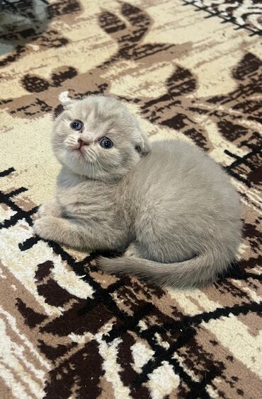 Pişiklər: 200 manatdan başdıyan qiymətlər 1000 manata kimi. Qiymət pişiyin — 26