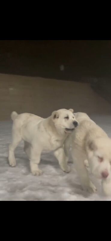 İtlər: Qurdbasar — 3