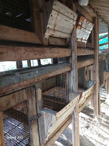 Птицы: Продаю Клетки для Птицы, Цыплят, Кроликов, Нутрий крепкие из — 5