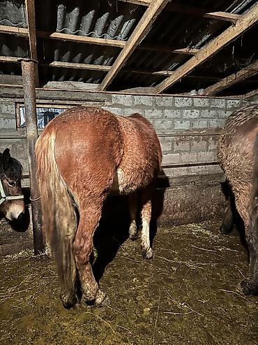 Лошади, кони: Продаю | Кобыла (самка), Конь (самец), Жеребенок | Полукровка | На забой, Для разведения, Для молока — 20