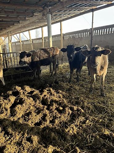 Коровы, быки: Продаю | Музоо, торпок | Швицкая | На откорм — 14