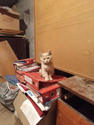 Коты: В м-н Учкун в подвале живут (точнее прячутся) Кошка с двумя котятами