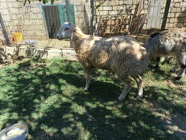 yetim quzular: Erkək, Qala, il: 1, 50 kq, Damazlıq, Ünvandan götürmə