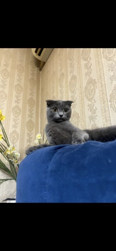 Pişiklər: Şotland — 7