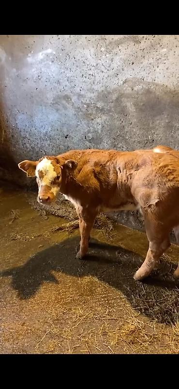 Dana, buzov: Cins buzov – ətlik istiqamət - Rəng: açıq qəhvəyi, alnında ağ ləkə - — 2