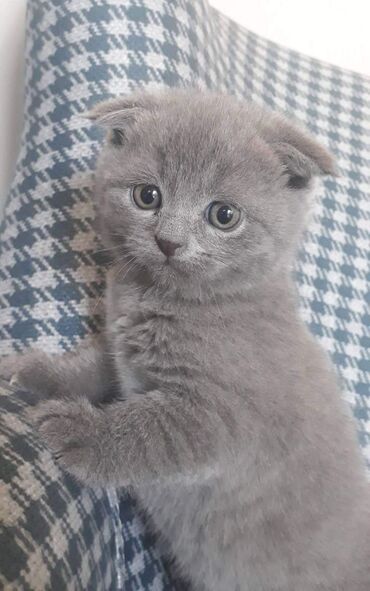 Pişiklər: Şotland, Erkək, Dişi, Ödənişli çatdırılma, Rayonlara çatdırılma — 8