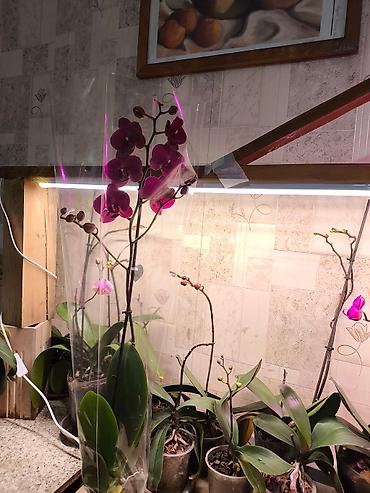 Другие товары для дома и сада: ОРХИДЕЯ ОРХИДЕЯ и ОРХИДЕЯ самое красивое и постоянно цветущий — 3