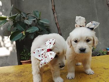 ata tingcilik: Retriever, 1 ay, Peyvəndli, Ödənişli çatdırılma — 2