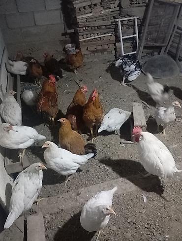 козу гриль токмок цена: Продаю | Куры | Домашняя | Для разведения — 3