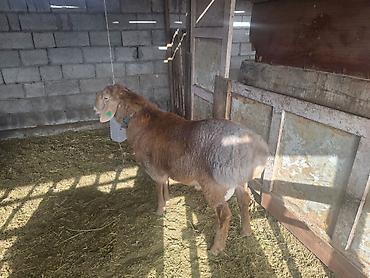 Баран, овца: Продаю | Баран (самец) | Для разведения | Осеменитель — 4