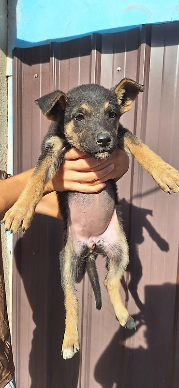 sobaka dog: Собака даром: 2 месяца, Самка — 4