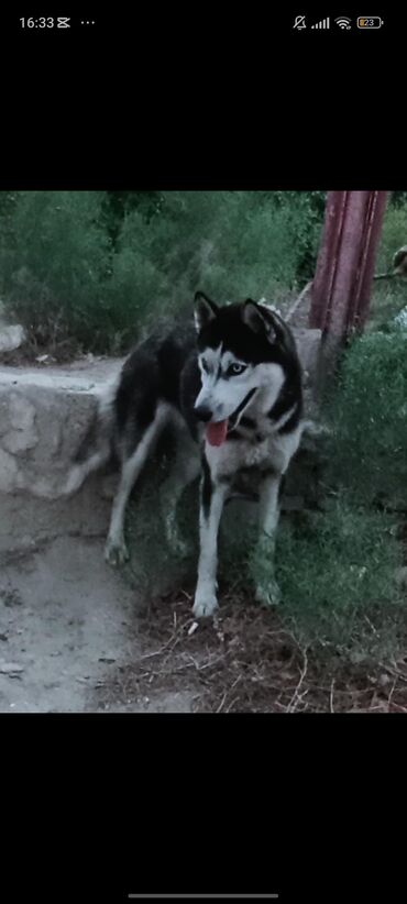 xaski itleri: Xaski, 8 ay, Dişi, Ünvandan götürmə