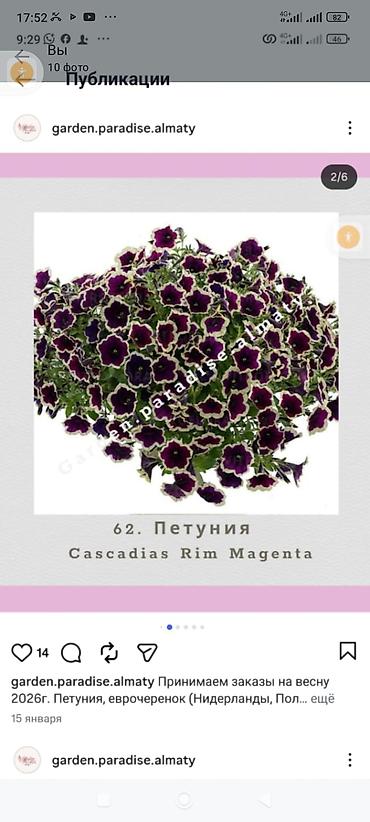 Другие садовые цветы и кустарники: Вегитативные петунии,вербены,алисум и т.д Ассортимент на фото: - — 7